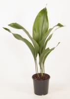 Аспидистра