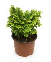 Селагинелла микс