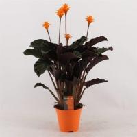 Калатея Кроката