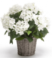 Гортензия в корзине