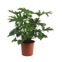 Филодендрон Селоум