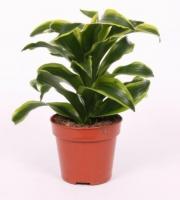 Драцена фрагранс Торнадо