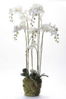 Фаленопсис во мхе