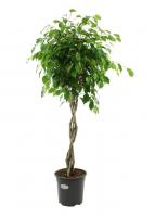 Фикус Бенджамина Экзотика переплетенный