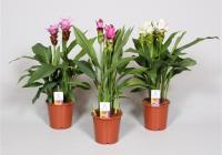 Куркума микс