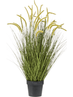 Рогоз трава в кашпо 