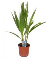 Вашингтония