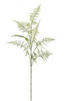 Аспарагус ветка