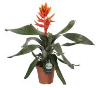 Эхмея Пепита Элеганс