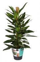 Филодендрон Кобра