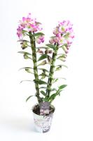 Орхидея дендробиум нобиле Ирен Смайл