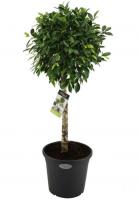 Фикус бенджамина Нитида штамб