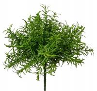 Розмарин куст