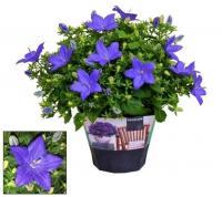 Кампанула изофилла синяя 