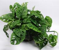 Монстера Манки Мэск (Филодендрон)