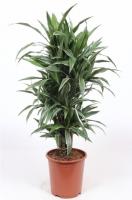 Драцена фрагранс Варнески разветвленная