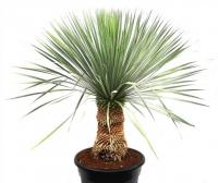 Юкка рострата