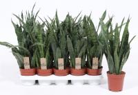 Сансевиерия kirkii