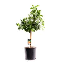 Цитрус Апельсин