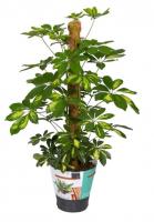 Шеффлера Голд Капелла моссток