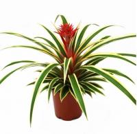 Ананас Вариегата