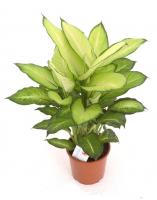 Диффенбахия Стиль Лета