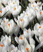 КРОКУС CROCUS JEANNE D'ARC 10шт