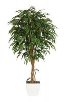 Фикус Али в кашпо