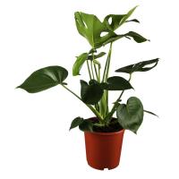 Монстера (Филодендрон)