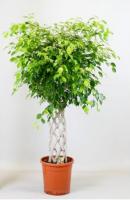 Фикус Бенджамина Экзотика решетка