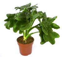 Филодендрон Атом