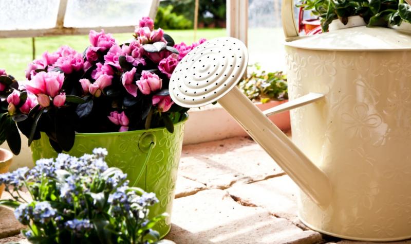 Выбираем удобрения для комнатных цветов