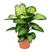 Диффенбахия Лемон Тропик