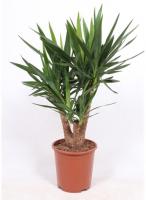 Юкка разветвленная