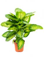 Диффенбахия Сегуина Риве