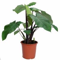 Ксантозома (ксантосома)