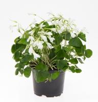 Оксалис микс (Кислица)