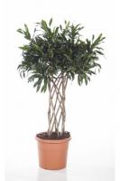 Драцена рефлекса Сонг оф Ямайка цилиндр