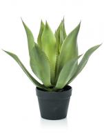 Агава 12 листов в кашпо