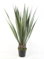 Агава в кашпо