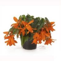 Бегония Энканто микс