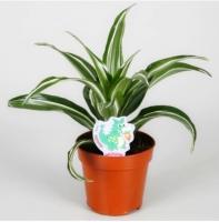 Драцена фрагранс Грин-Уайт