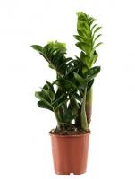 Замиокулькас Зенси