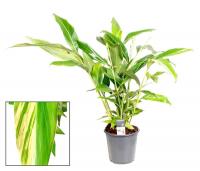 Альпиния церумбет