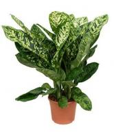 Диффенбахия Кроун