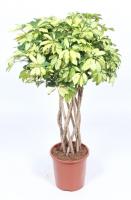 Шеффлера Тринитти цилиндр