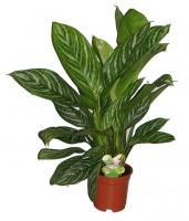 Аглаонема Страйпс