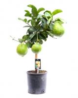 Цитрус Помело 