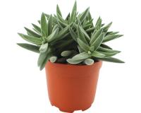 Крассула Тенелли