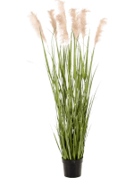  Пампасная трава в кашпо 